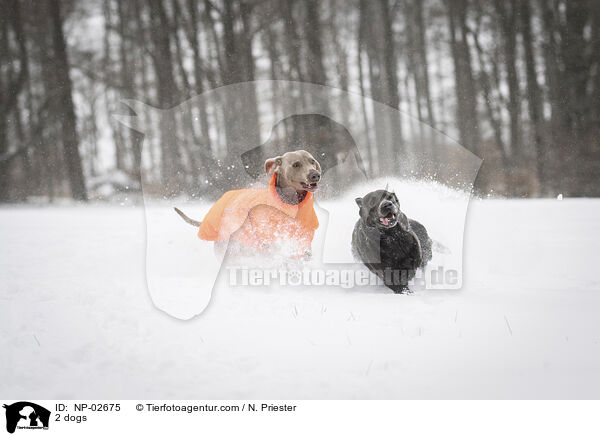 2 Hunde / 2 dogs / NP-02675