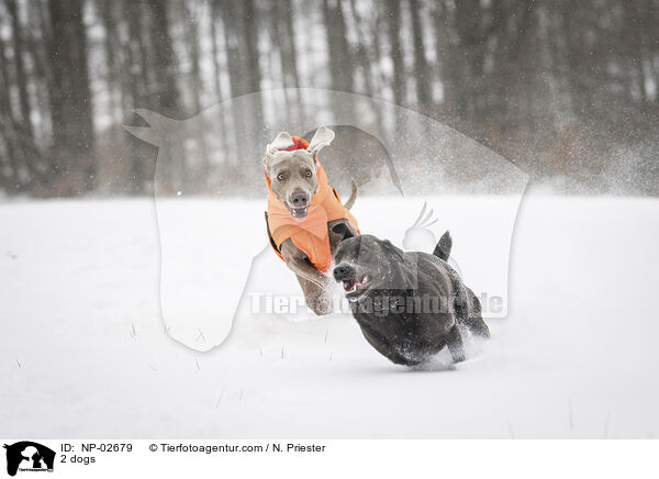 2 Hunde / 2 dogs / NP-02679