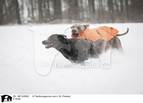 2 Hunde / 2 dogs / NP-02680