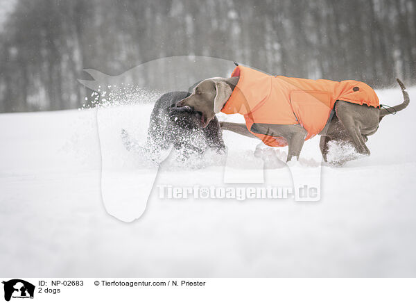 2 Hunde / 2 dogs / NP-02683