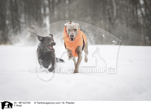 2 Hunde / 2 dogs / NP-02706