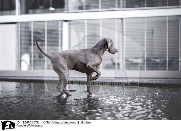 Weimaraner Hndin / female Weimaraner / SGR-01078