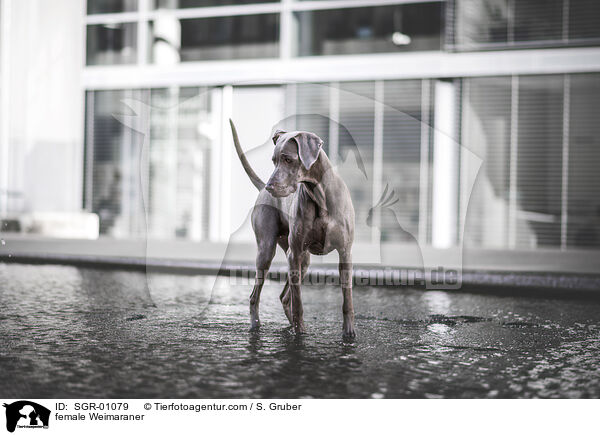 Weimaraner Hndin / female Weimaraner / SGR-01079