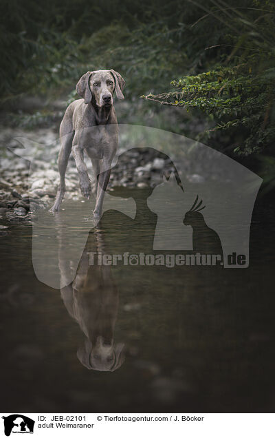 ausgewachsener Weimaraner / adult Weimaraner / JEB-02101