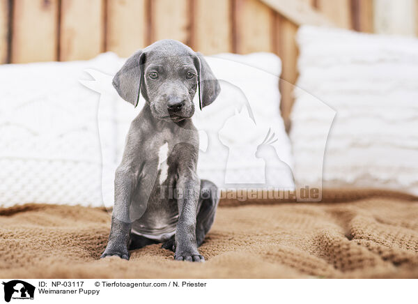 Weimaraner Welpe / Weimaraner Puppy / NP-03117