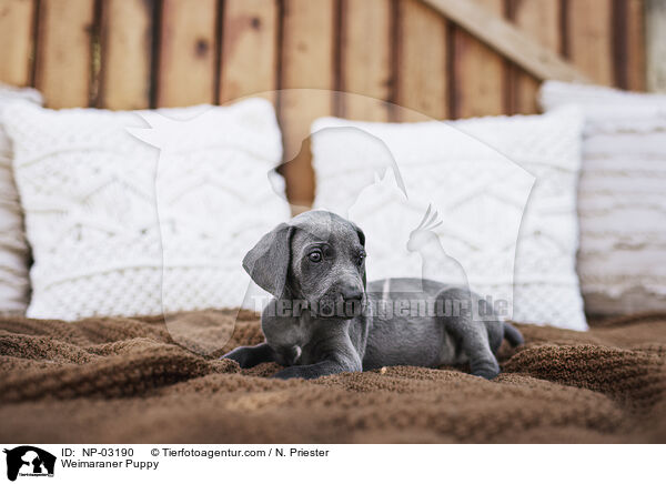 Weimaraner Welpe / Weimaraner Puppy / NP-03190