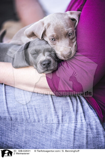 2 Weimaraner / 2 Weimaraner / SIB-02831