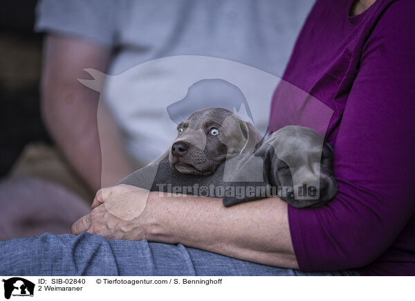 2 Weimaraner / 2 Weimaraner / SIB-02840