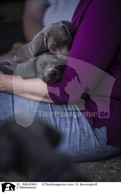 2 Weimaraner / 2 Weimaraner / SIB-02841