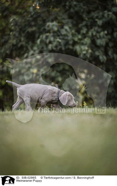 Weimaraner Welpe / Weimaraner Puppy / SIB-02865