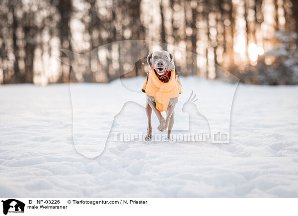 Weimaraner Rde / male Weimaraner / NP-03226