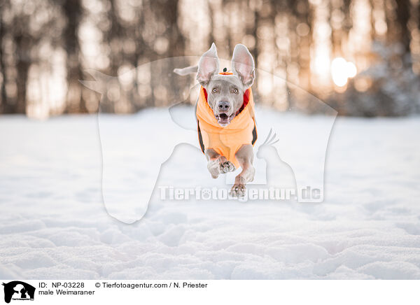 Weimaraner Rde / male Weimaraner / NP-03228