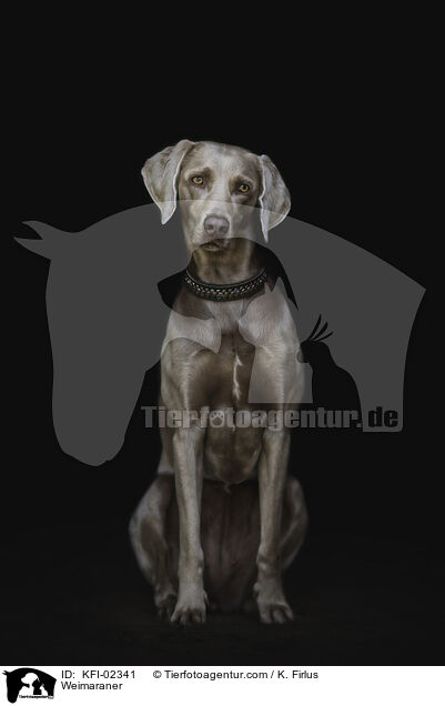 Weimaraner / KFI-02341