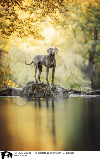 Weimaraner / Weimaraner / JEB-02726