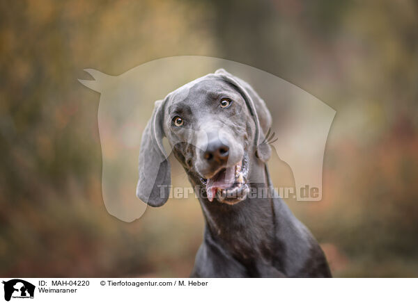 Weimaraner / Weimaraner / MAH-04220