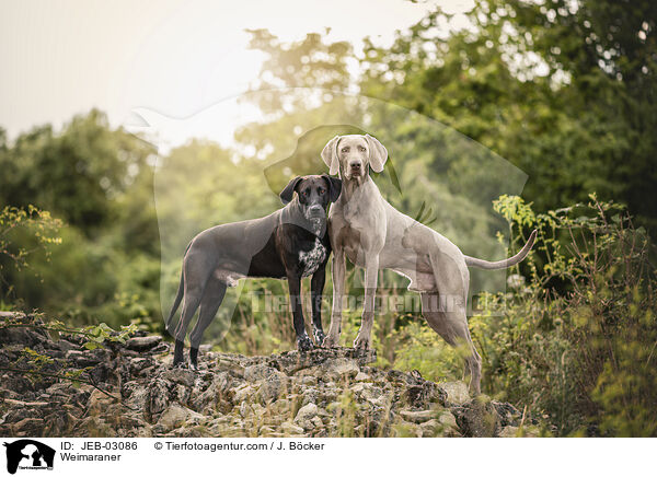 Weimaraner / Weimaraner / JEB-03086