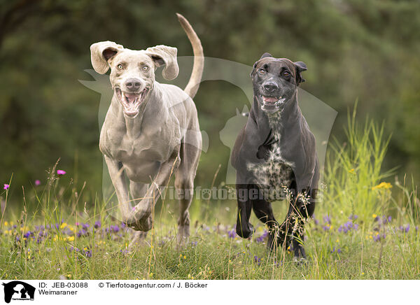 Weimaraner / JEB-03088