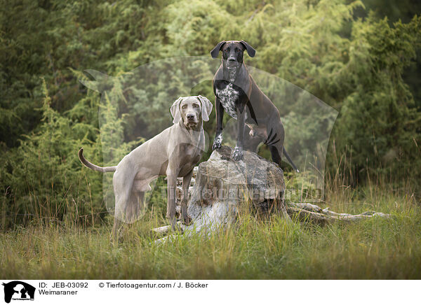 Weimaraner / Weimaraner / JEB-03092