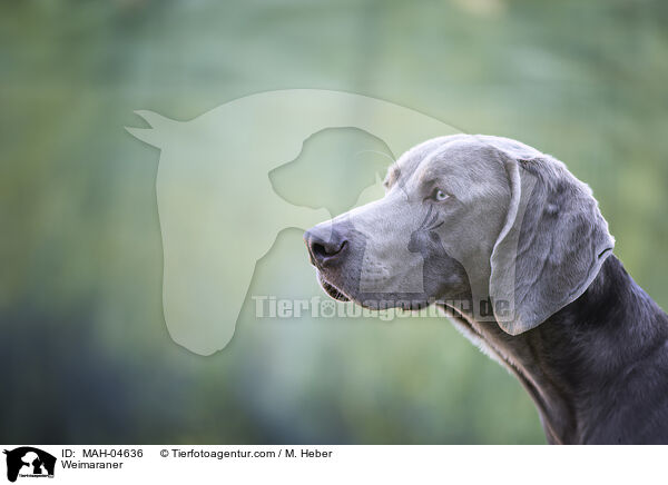 Weimaraner / Weimaraner / MAH-04636