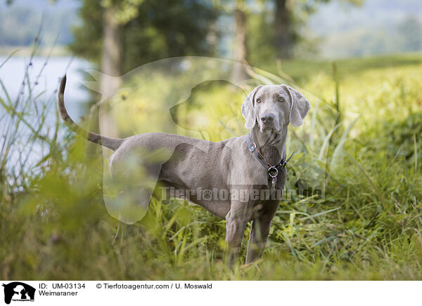 Weimaraner / Weimaraner / UM-03134