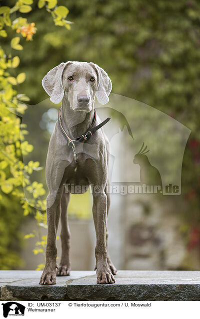 Weimaraner / Weimaraner / UM-03137