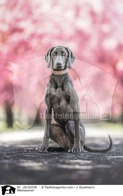 Weimaraner / Weimaraner / JQ-02036