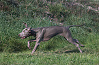 young Weimaraner