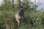 young Weimaraner