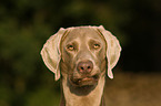 Weimaraner