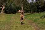 running Weimaraner