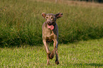 running Weimaraner