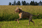 running Weimaraner