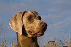 Weimaraner