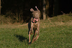 running Weimaraner