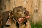 eating Weimaraner