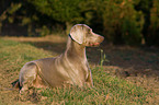 Weimaraner