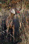 Weimaraner