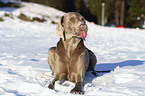 Weimaraner