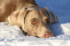 Weimaraner Portrait