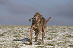 running Weimaraner