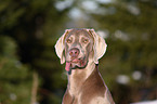 Weimaraner Portrait