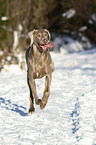 running Weimaraner