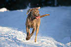 running Weimaraner