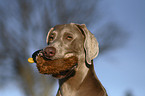 Weimaraner Portrait