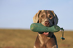 Weimaraner retrieves Dummy