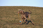 playing Weimaraner