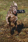 Weimaraner retrieves Dummy