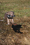 Weimaraner retrieves Dummy