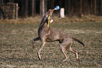 playing Weimaraner