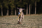 playing Weimaraner